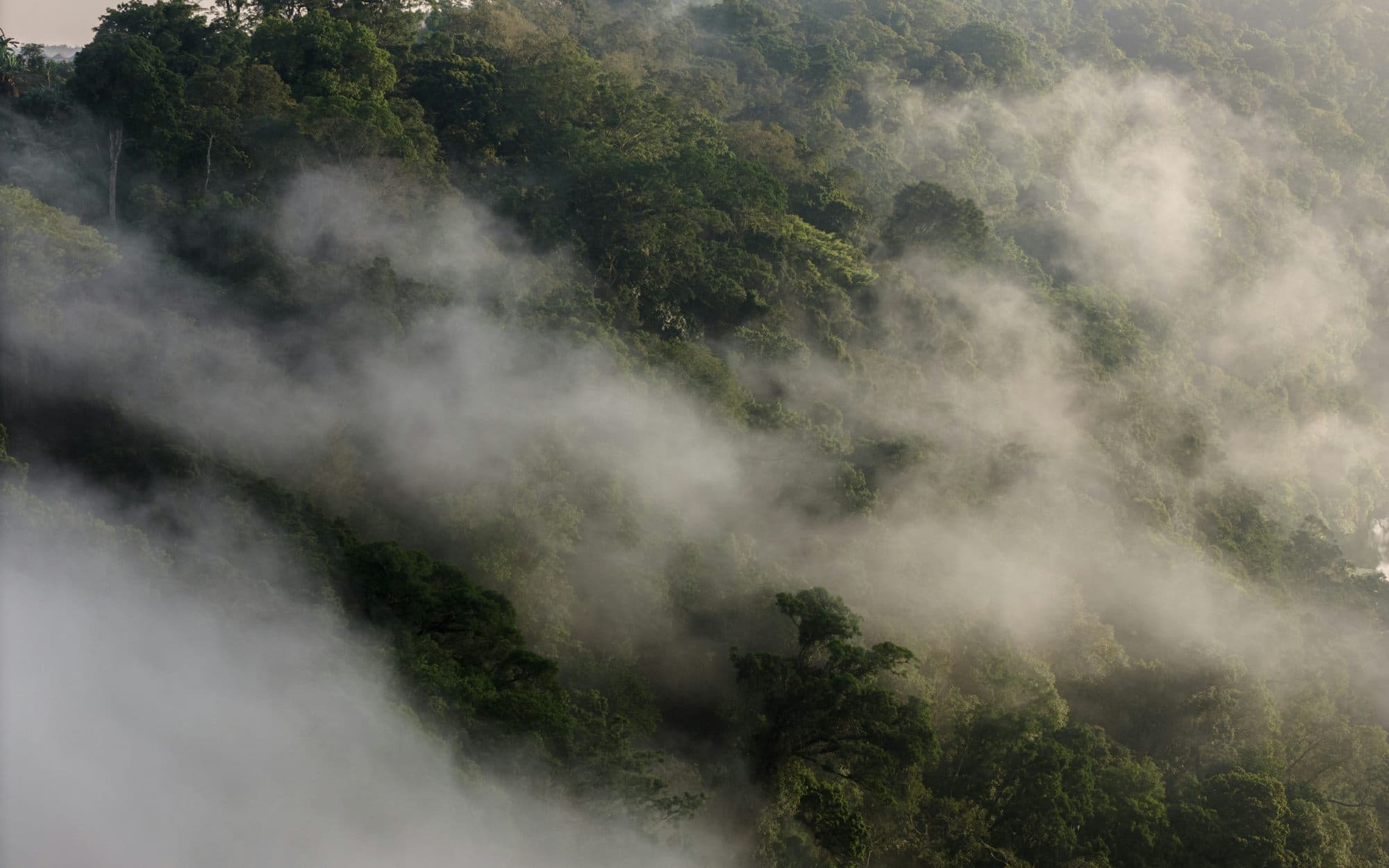 Cloud drifting through a forested hillside, seen from above