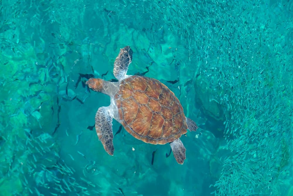 A sea turtle seen from above, swimming over a shallow reef