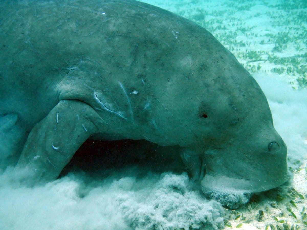 A dugong grazing on seagrass on a sandy sea floor